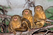 Pygmy Marmoset (Cebuella pygmaea) trio, native to South America