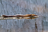 Red Fox (Vulpes vulpes) swimming in river in winter, Bavaria, Germany