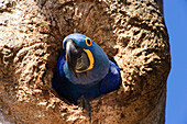 Hyacinth Macaw (Anodorhynchus hyacinthinus) emerging from nest in Panama Tree (Sterculia apetala), Pantanal, Brazil