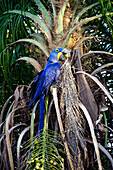 Hyacinth Macaw (Anodorhynchus hyacinthinus) feeding on Bocaiuva Palm (Acrocomia sclerocarpa) fruit, Brazil