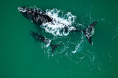 Southern Right Whale (Eubalaena australis) mother and young calf, Cape Agulhas, South Africa