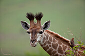 Giraffe (Giraffa camelopardalis) calf, Kwazulu Natal, South Africa