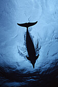 Atlantic Spotted Dolphin (Stenella frontalis) silhouette, Bahamas, Caribbean
