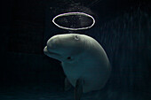 Beluga (Delphinapterus leucas) blowing toroidal bubble ring, Vancouver Aquarium, Canada
