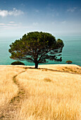 Pine (Pinus sp), Decanter Bay, Canterbury, New Zealand