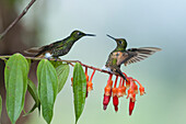 Buff-tailed Coronet (Boissonneaua flavescens) hummingbird pair courting, Bellavista Cloud Forest Reserve, Tandayapa Valley, Ecuador