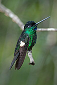 Buff-winged Starfrontlet (Coeligena lutetiae) hummingbird, Yanacocha Reserve, Ecuador