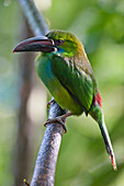 Crimson-rumped Toucanet (Aulacorhynchus haematopygus), Angel Paz Reserve, Mindo Valley, Ecuador