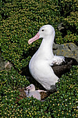Southern Royal Albatross (Diomedea epomophora) with chick in nest, Chatham Islands, New Zealand
