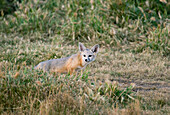 San Joaquin Kit Fox (Vulpes macrotis mutica) in alert posture, Carrizo Plain National Monument, California