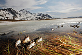 Common Frog (Rana temporaria) group in partially frozen pond at around 2000 meters, Alps, France