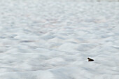 Common Frog (Rana temporaria) on ice at around 2000 meters, Alps, France