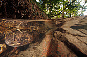 Japanese Giant Salamander (Andrias japonicus) hiding under stream bank, Honshu, Japan