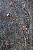 Golden Snub-nosed Monkey (Rhinopithecus roxellana) troop in trees, Qinling Mountains, China