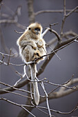 Golden Snub-nosed Monkey (Rhinopithecus roxellana) juvenile eating bark, Qinling Mountains, China