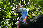 Southern Cassowary (Casuarius casuarius) male, Atherton Tableland, Queensland, Australia