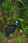 Southern Cassowary (Casuarius casuarius) male with chick in rainforest, Atherton Tableland, Queensland, Australia