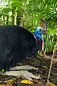 Southern Cassowary (Casuarius casuarius) male, Atherton Tableland, Queensland, Australia