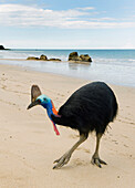 Southern Cassowary (Casuarius casuarius) male on beach, Etty Bay, Queensland, Australia