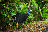 Southern Cassowary (Casuarius casuarius) male in rainforest, Atherton Tableland, Queensland, Australia