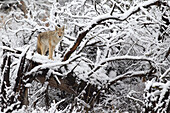 Coyote (Canis latrans) on fallen snow-covered tree, western Montana