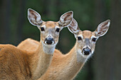 White-tailed Deer (Odocoileus virginianus) does, western Montana