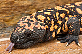 Gila Monster (Heloderma suspectum) flicking tongue, native to the southwestern United States and northwestern Mexico