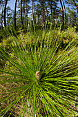 Longleaf Pine (Pinus palustris) seedling showing long needles, Georgia