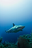 Caribbean Reef Shark (Carcharhinus perezii) swimming over coral reef, Jardines de la Reina National Park, Cuba