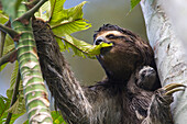 Brown-throated Three-toed Sloth (Bradypus variegatus) mother feeding with newborn baby, Aviarios Sloth Sanctuary, Costa Rica