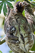 Brown-throated Three-toed Sloth (Bradypus variegatus) mother with newborn baby climbing tree, Aviarios Sloth Sanctuary, Costa Rica