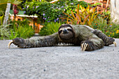 Brown-throated Three-toed Sloth (Bradypus variegatus) crossing pavement, Aviarios Sloth Sanctuary, Costa Rica