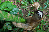 Brown-throated Three-toed Sloth (Bradypus variegatus) male climbing tree, Aviarios Sloth Sanctuary, Costa Rica