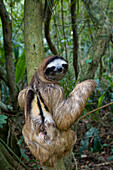 Brown-throated Three-toed Sloth (Bradypus variegatus) male, Aviarios Sloth Sanctuary, Costa Rica
