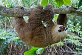 Hoffmann's Two-toed Sloth (Choloepus hoffmanni) six month old orphan in tree, Aviarios Sloth Sanctuary, Costa Rica