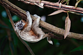 White-footed Tamarin (Saguinus leucopus) in tree, Colombia