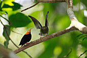 Golden-headed Manakin (Pipra erythrocephala) female courting male, Sierra Nevada de Santa Marta, Colombia