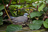 Common Wood-pigeon (Columba palumbus) on nest, England