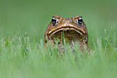 Cane Toad (Bufo marinus), Northern Territory, Australia