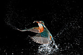 Common Kingfisher (Alcedo atthis) coming out of water with fish, Hessen, Germany