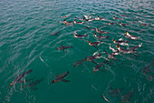 King Penguin (Aptenodytes patagonicus) group swimming, Salisbury Plain, South Georgia Island