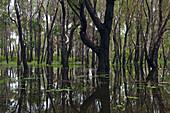 Paperbark (Melaleuca quinquenervia) forest in the wet season after bushfire, Kakadu National Park, Australia