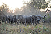 African Elephant (Loxodonta africana) upset herd gathering after smelling blood from wild dog kill, Okavango Delta, Botswana