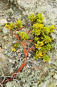 Bearberry (Arctostaphylos sp) branch and lichen, Santa Rosa Island, Channel Islands National Park, California