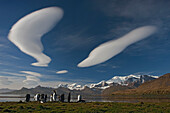 King Penguin (Aptenodytes patagonicus) group under lenticular clouds, Cumberland East Bay, South Georgia Island