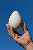 King Penguin (Aptenodytes patagonicus) egg, South Georgia Island