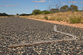 Pine Processionary Moth (Thaumetopoea pityocampa) caterpillars on road looking for place to pupate, Northern Territory, Australia