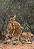 Red Kangaroo (Macropus rufus) male, Alice Springs Desert Park, Northern Territory, Australia