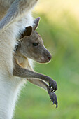 Eastern Grey Kangaroo (Macropus giganteus) female with joey in her pouch, Yuraygir National Park, New South Wales, Australia