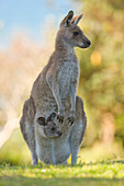 Eastern Grey Kangaroo (Macropus giganteus) female with joey in her pouch, Yuraygir National Park, New South Wales, Australia. Sequence 6 of 11